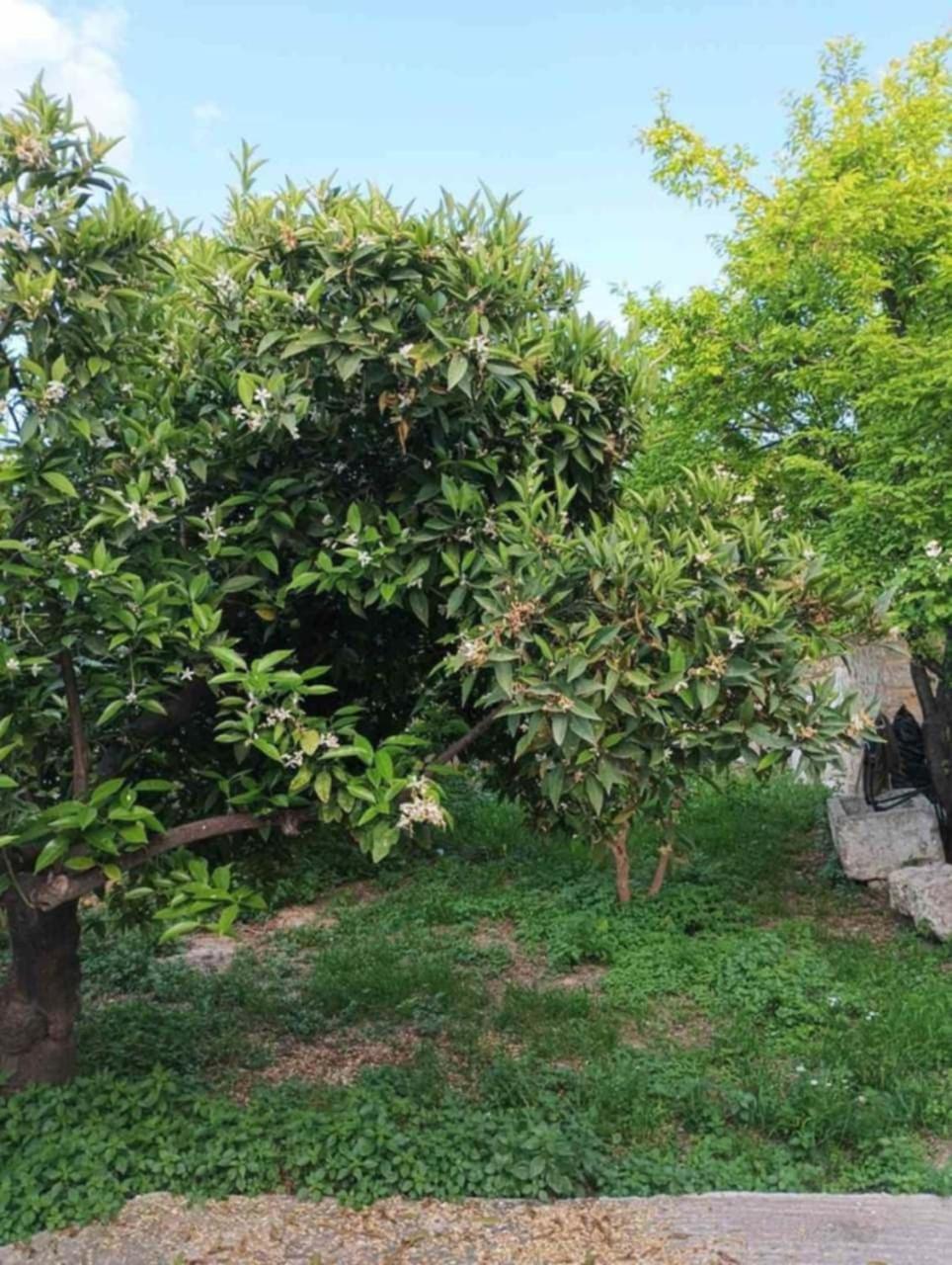 Aνεξάρτητη Παραδοσιακή Πέτρινη Κατοικία Corinto Exterior foto